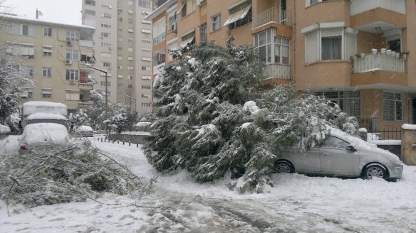 I wonder is he was insured for trees falling on his car.